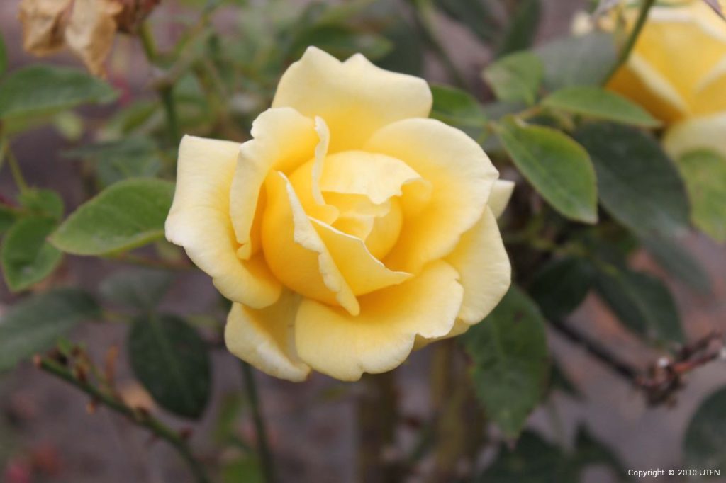 Rosa 'Helmut Schmidt' | Urban Tree Farm Nursery