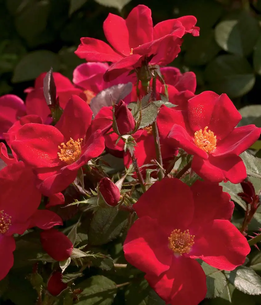 Rosa Home Run Red a