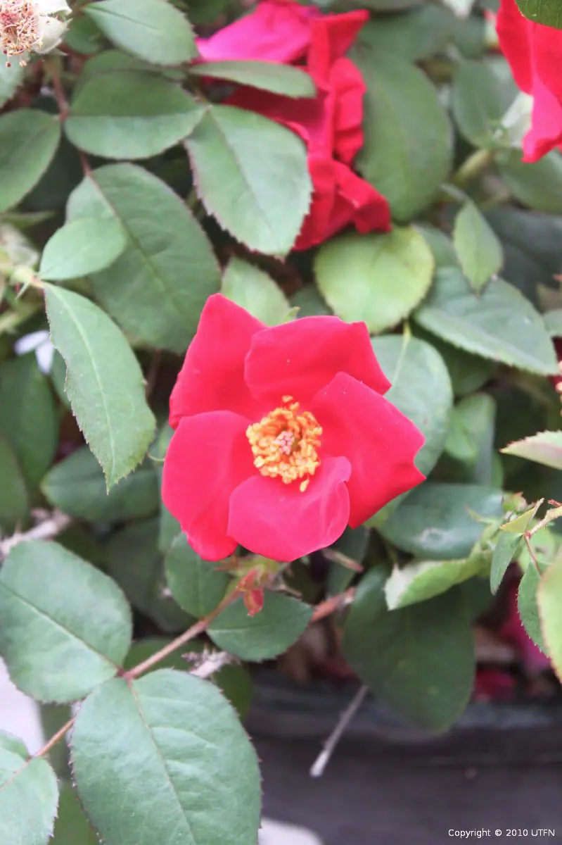 Rosa Home Run Red b