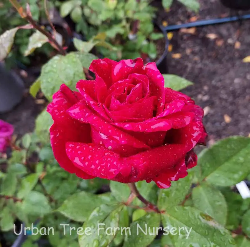 Rosa Mister Lincoln STD a