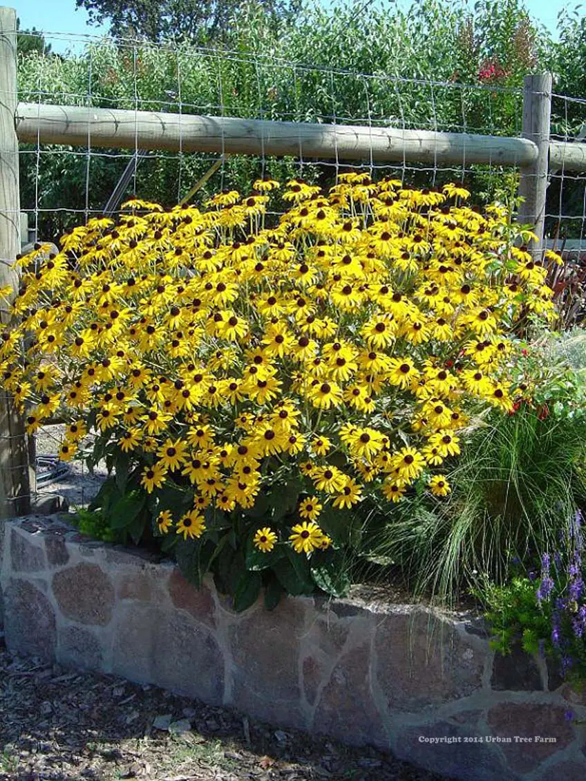 Rudbeckia fulgida Goldsturm c