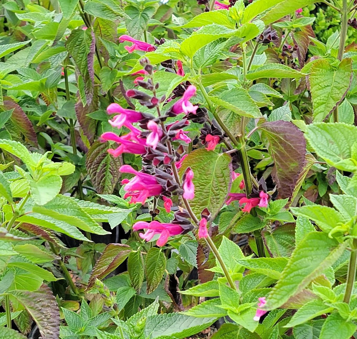 Salvia Amante a