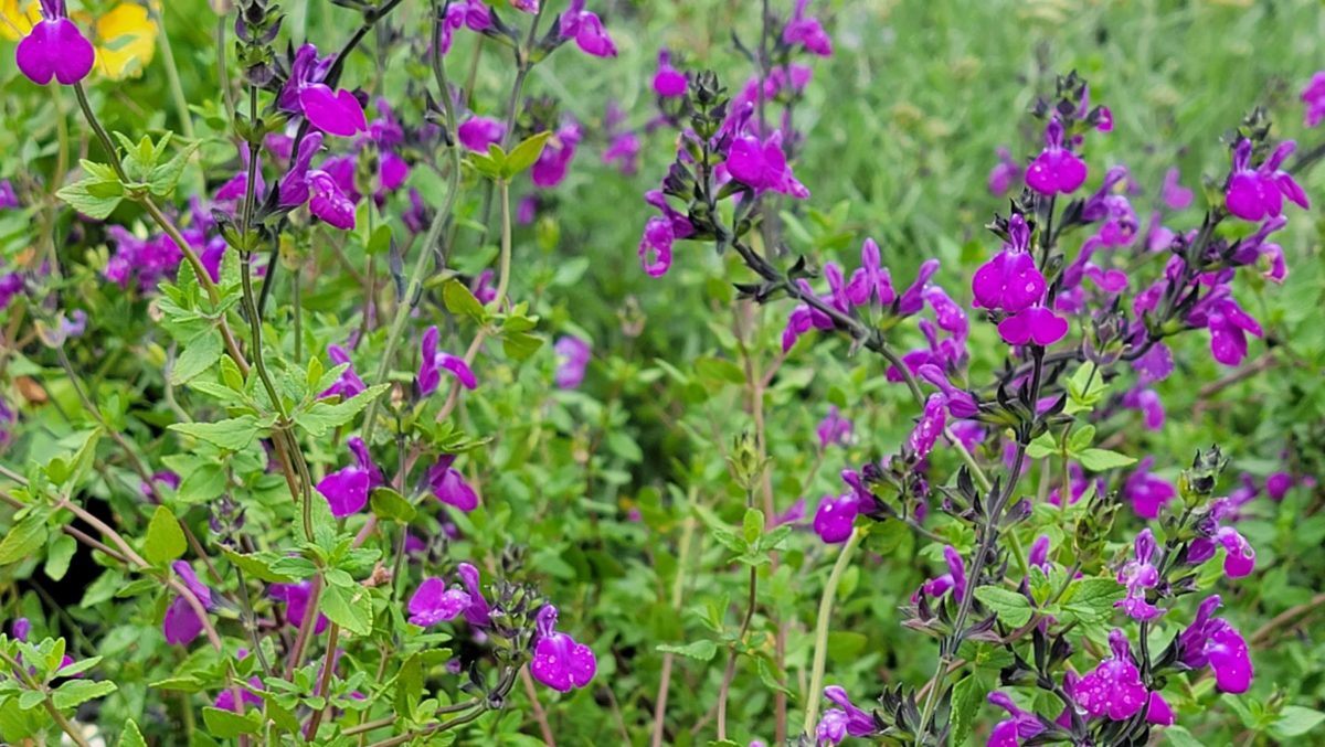 Salvia Christine Yeo a scaled