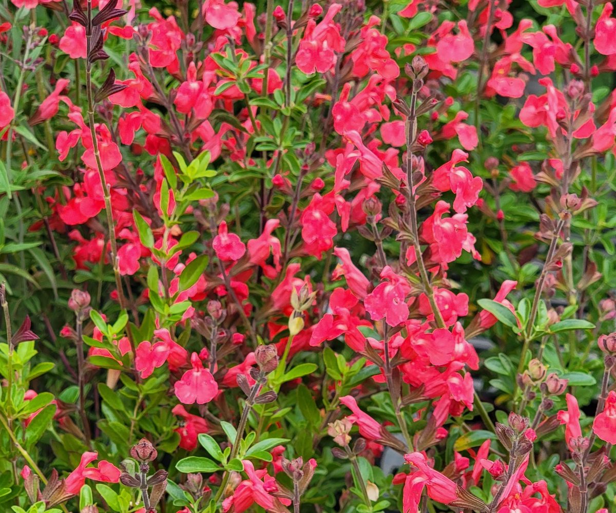 Salvia Fire Dancer b