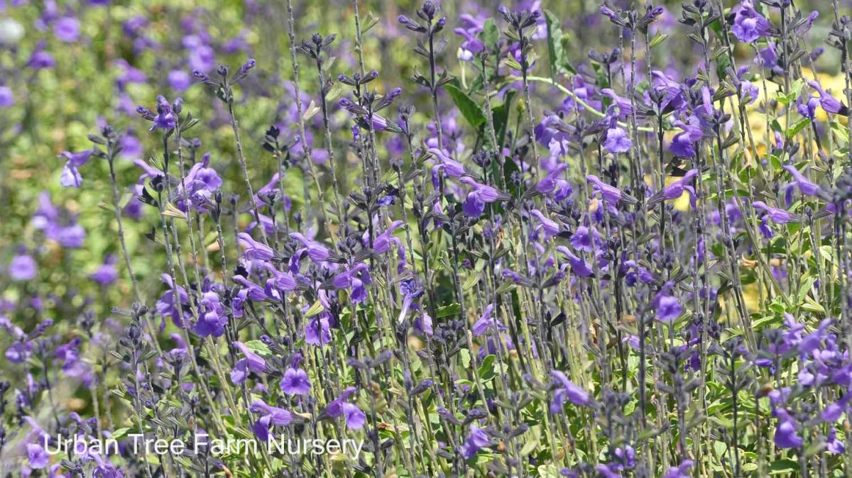 Salvia Mesa Azure a