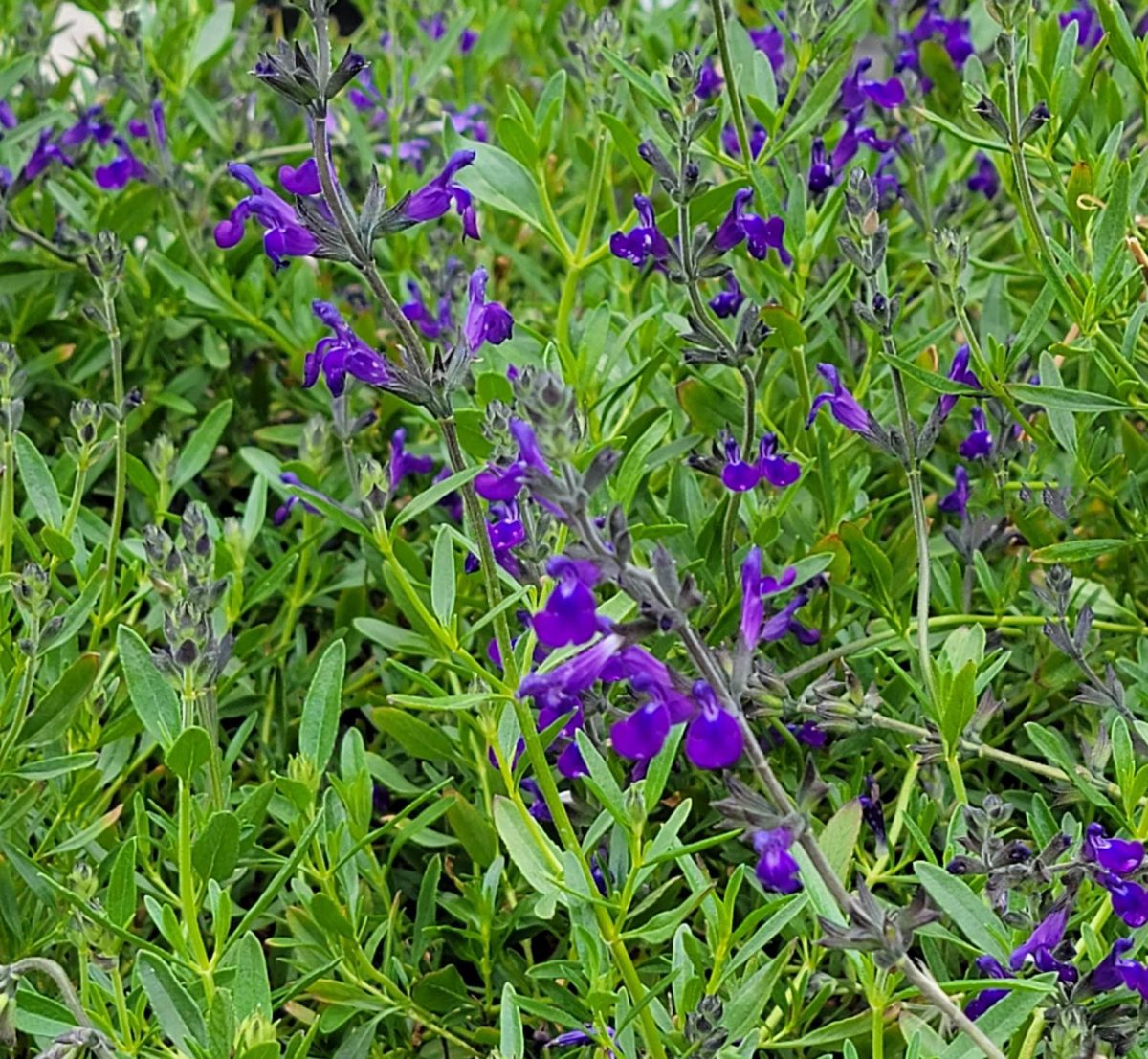 Salvia Nuevo Leon a