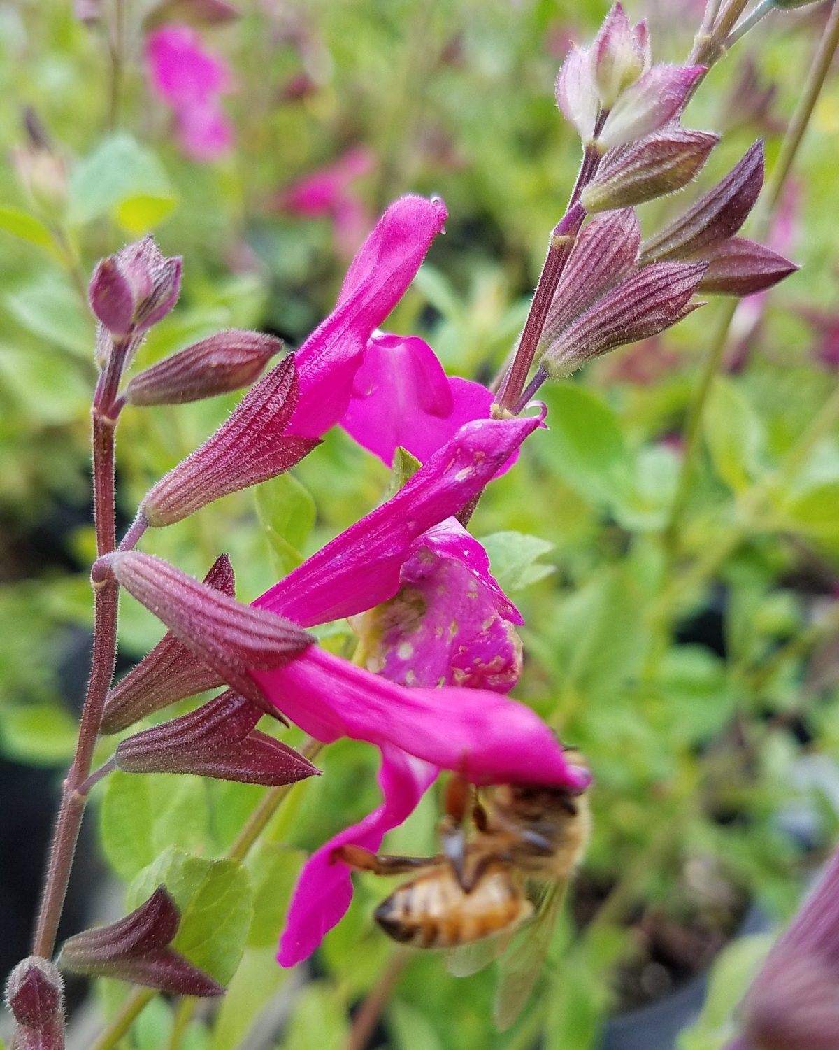 Salvia Orchid Glow b