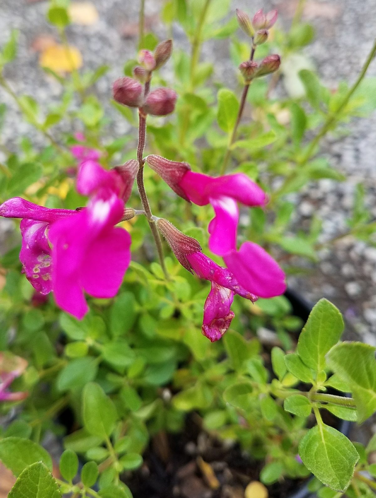 Salvia Orchid Glow c