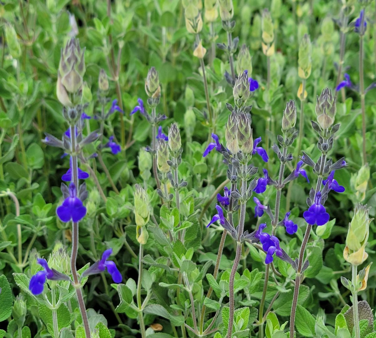 Salvia chamaedryoides x Marine Blue a scaled