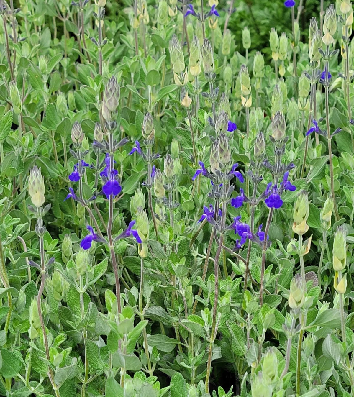 Salvia chamaedryoides x Marine Blue b