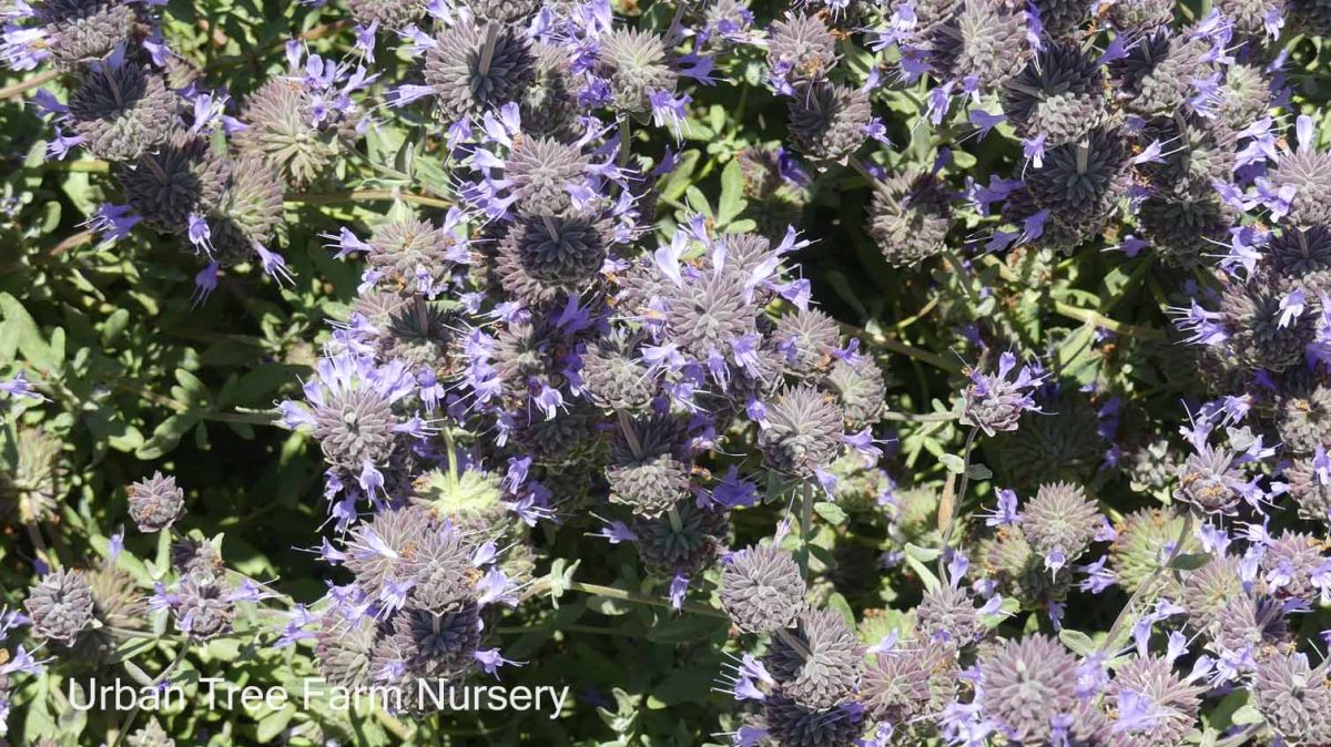 Salvia clevelandii Whirly Blue a