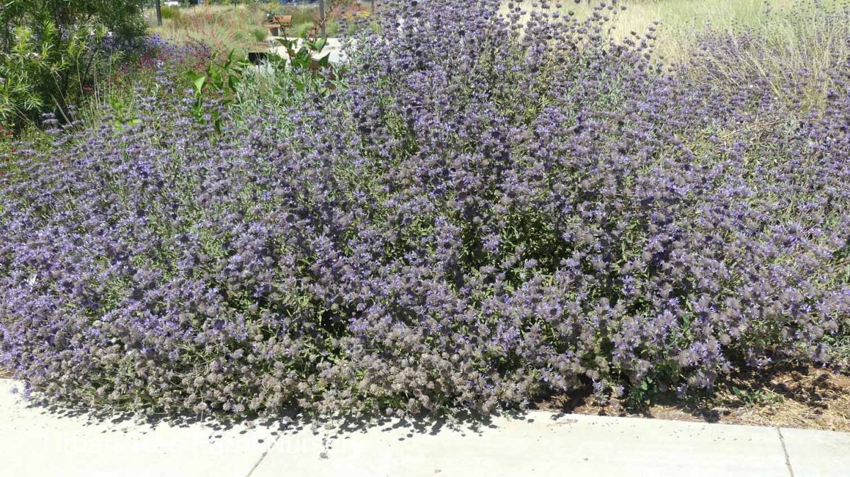 Salvia clevelandii Whirly Blue b