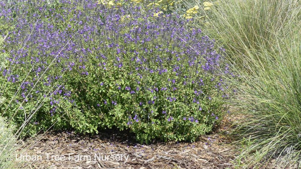 Salvia clevelandii 'Winnifred Gilman' | Urban Tree Farm Nursery