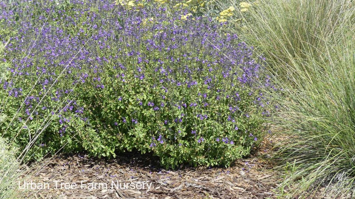 Salvia clevelandii Winnifred Gilman b