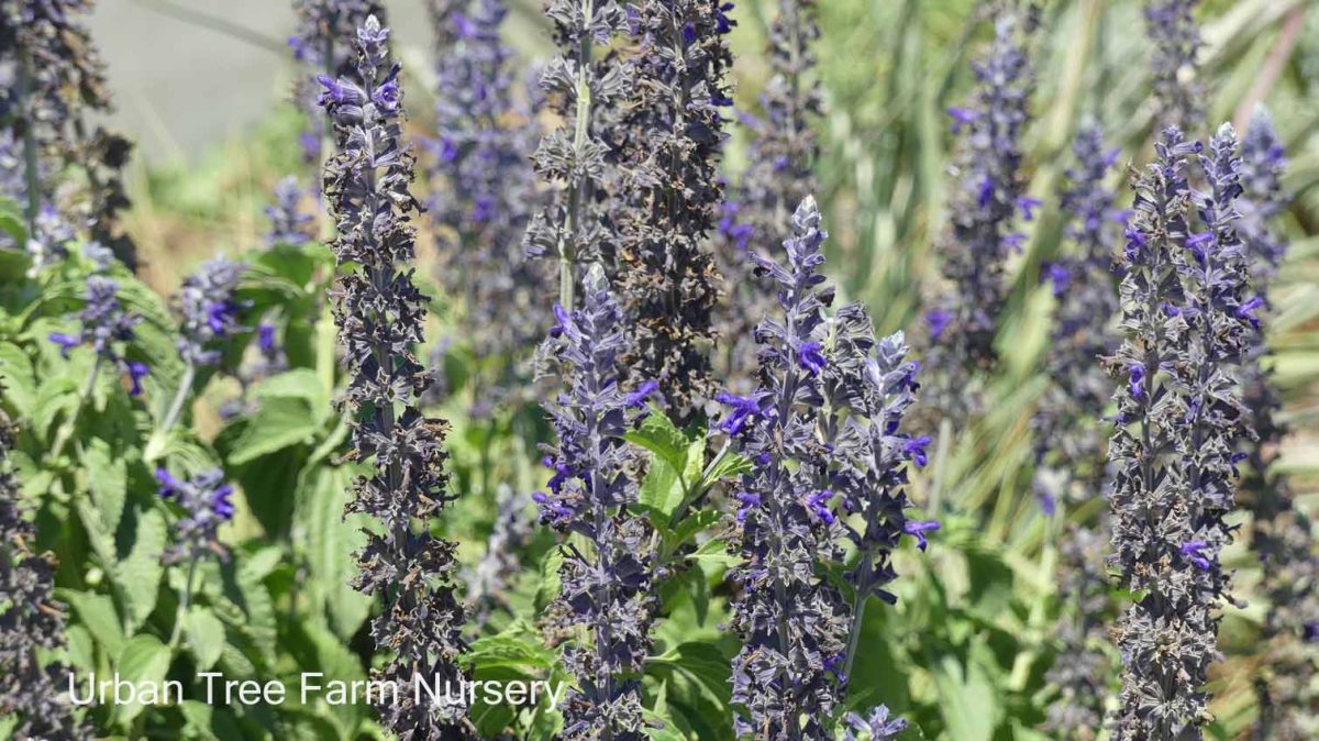 Salvia farinacea x longispicata Mystic Spires a