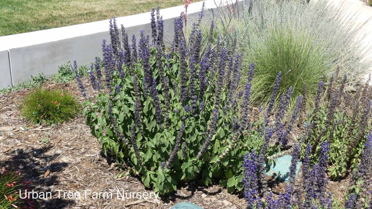 Salvia farinacea x longispicata Mystic Spires b