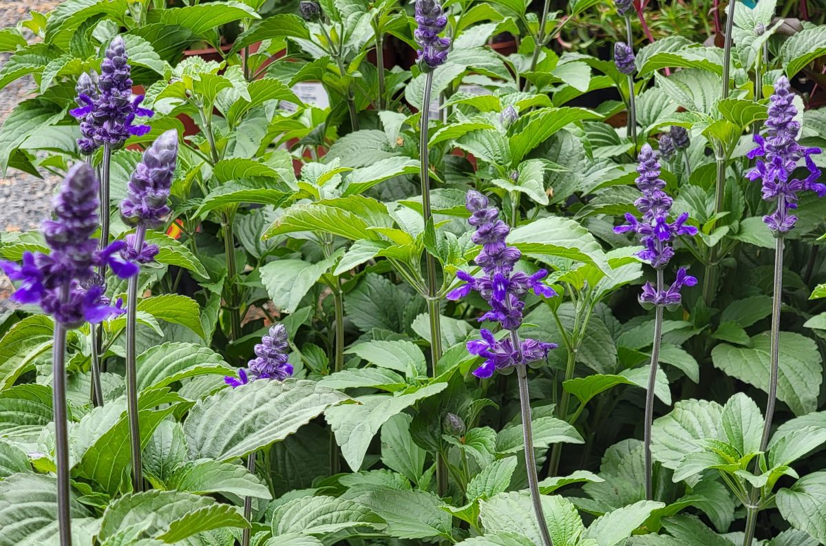 Salvia farinacea x longispicata Mystic Spires c scaled