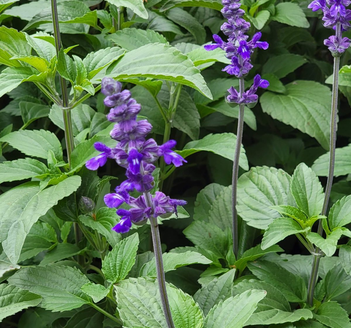 Salvia farinacea x longispicata Mystic Spires d