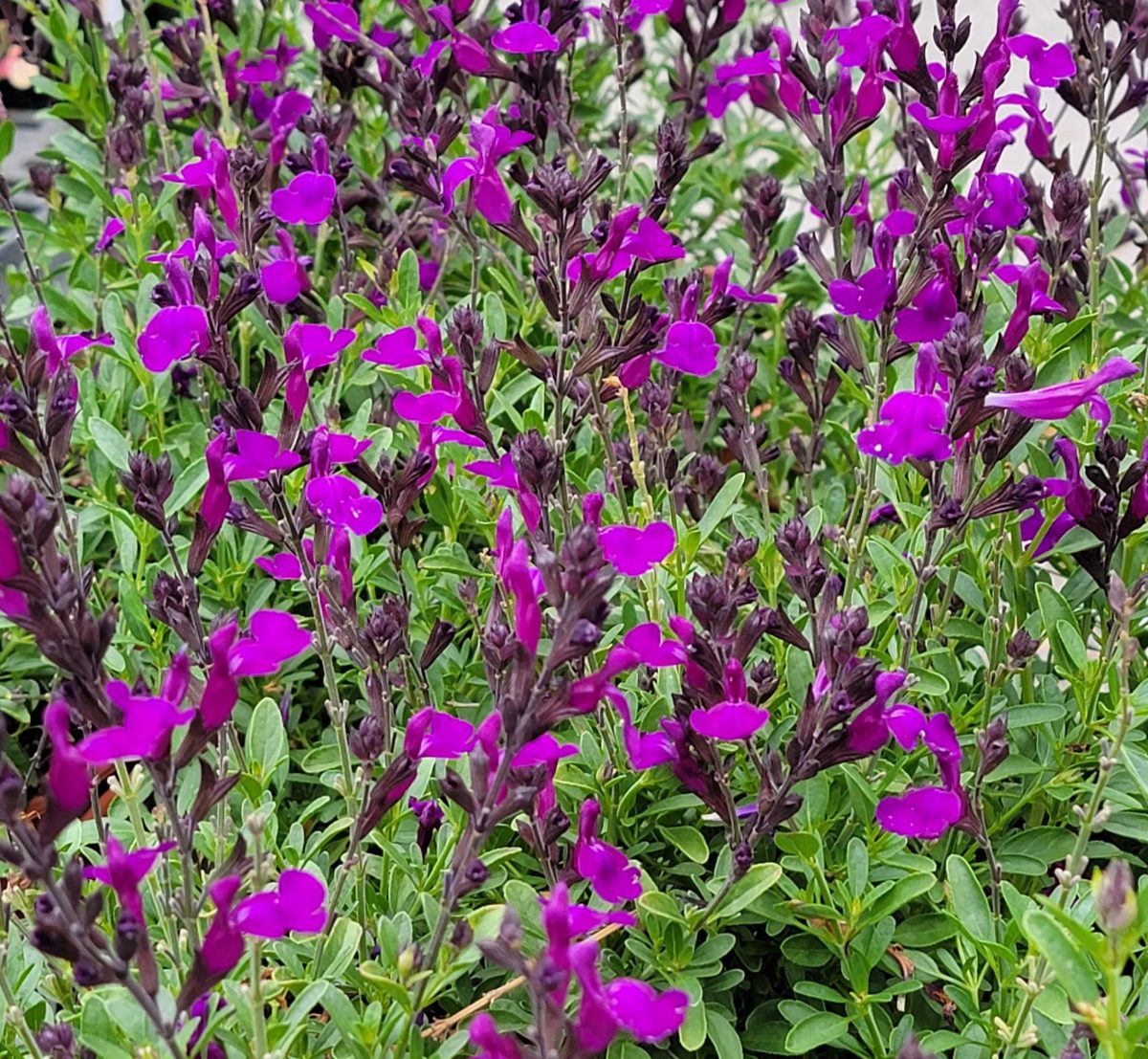 Salvia greggii Mirage Deep Purple b