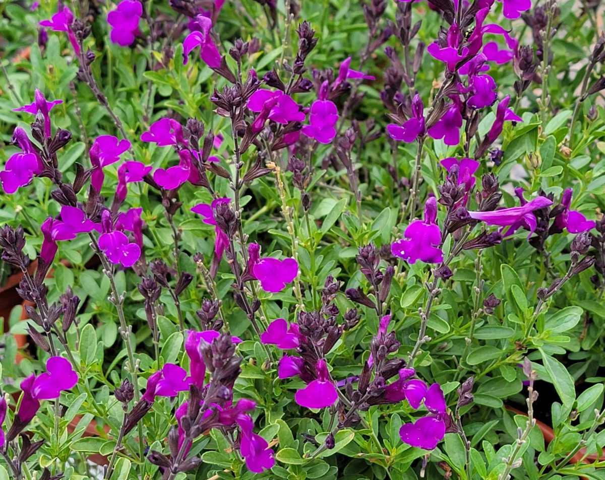 Salvia greggii Mirage Deep Purple c scaled