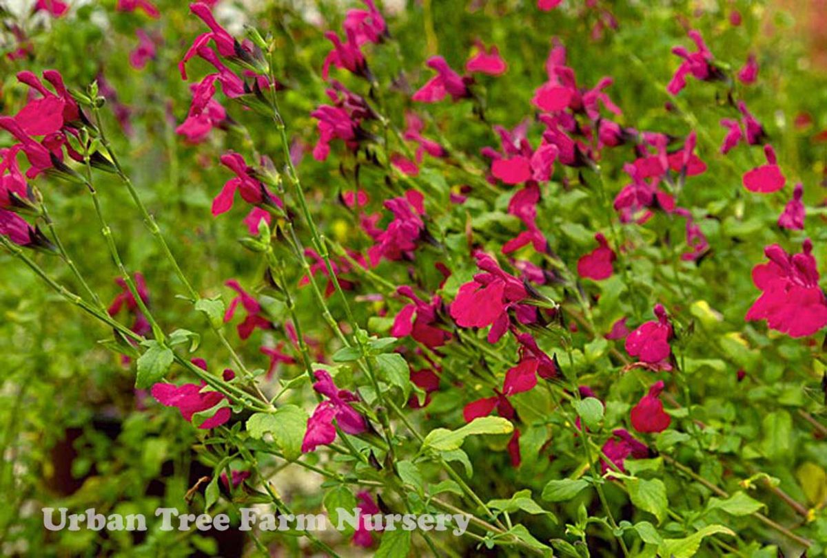 Salvia microphylla Killer Cranberry b