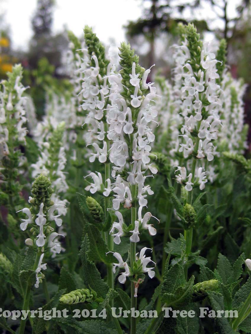 Salvia nemorosa 'Snow Hill' | Urban Tree Farm Nursery