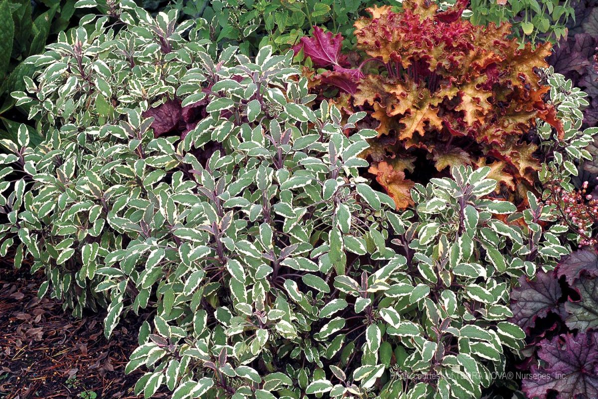 Salvia officinalis Silver Sabre b