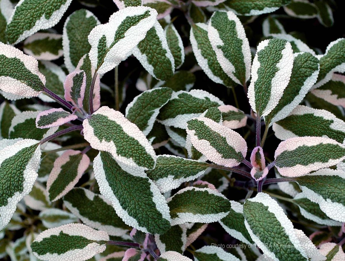 Salvia officinalis Silver Sabre c