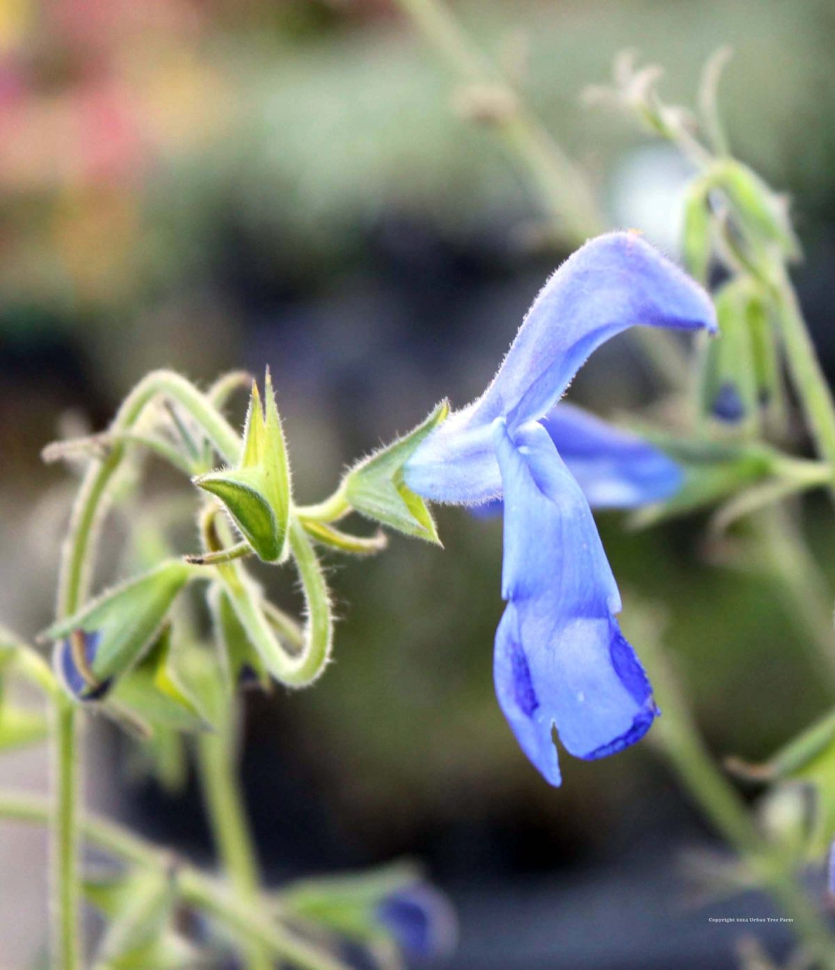 Salvia patens a