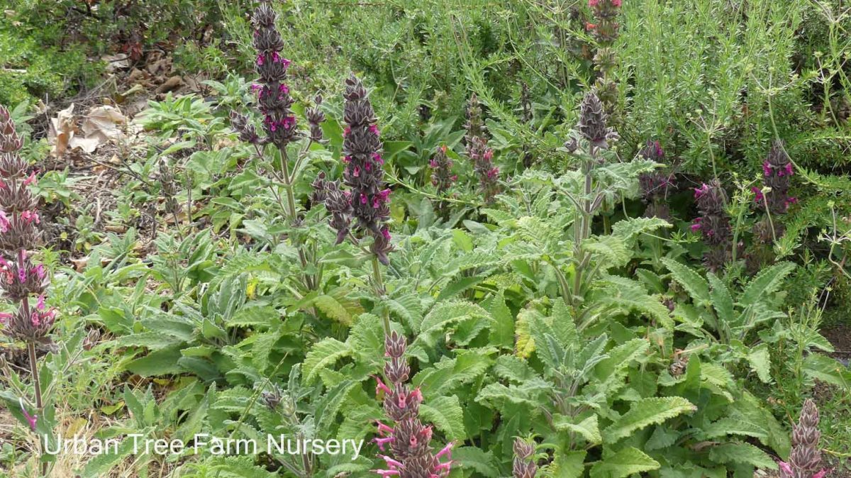 Salvia spathacea a