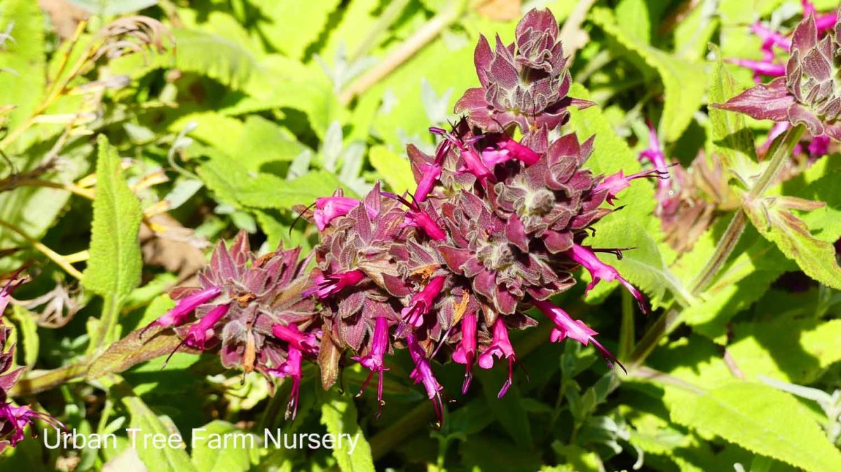 Salvia spathacea b