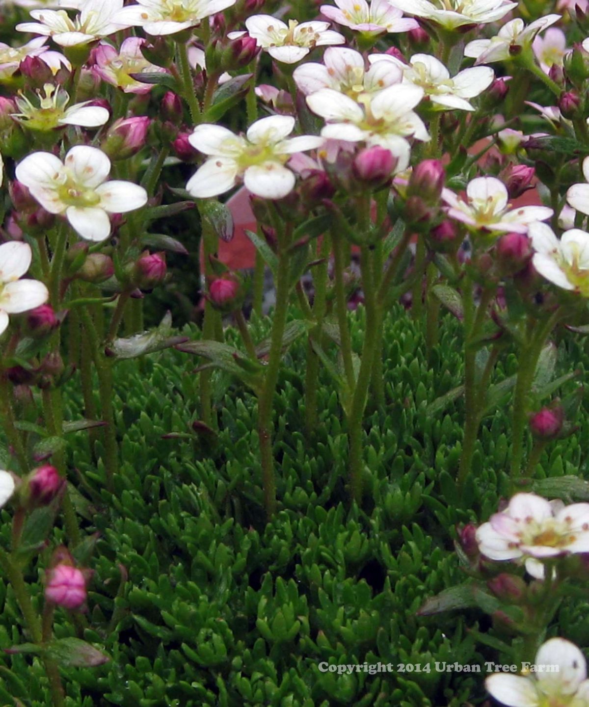 Saxifraga arendsii Peter Pan a