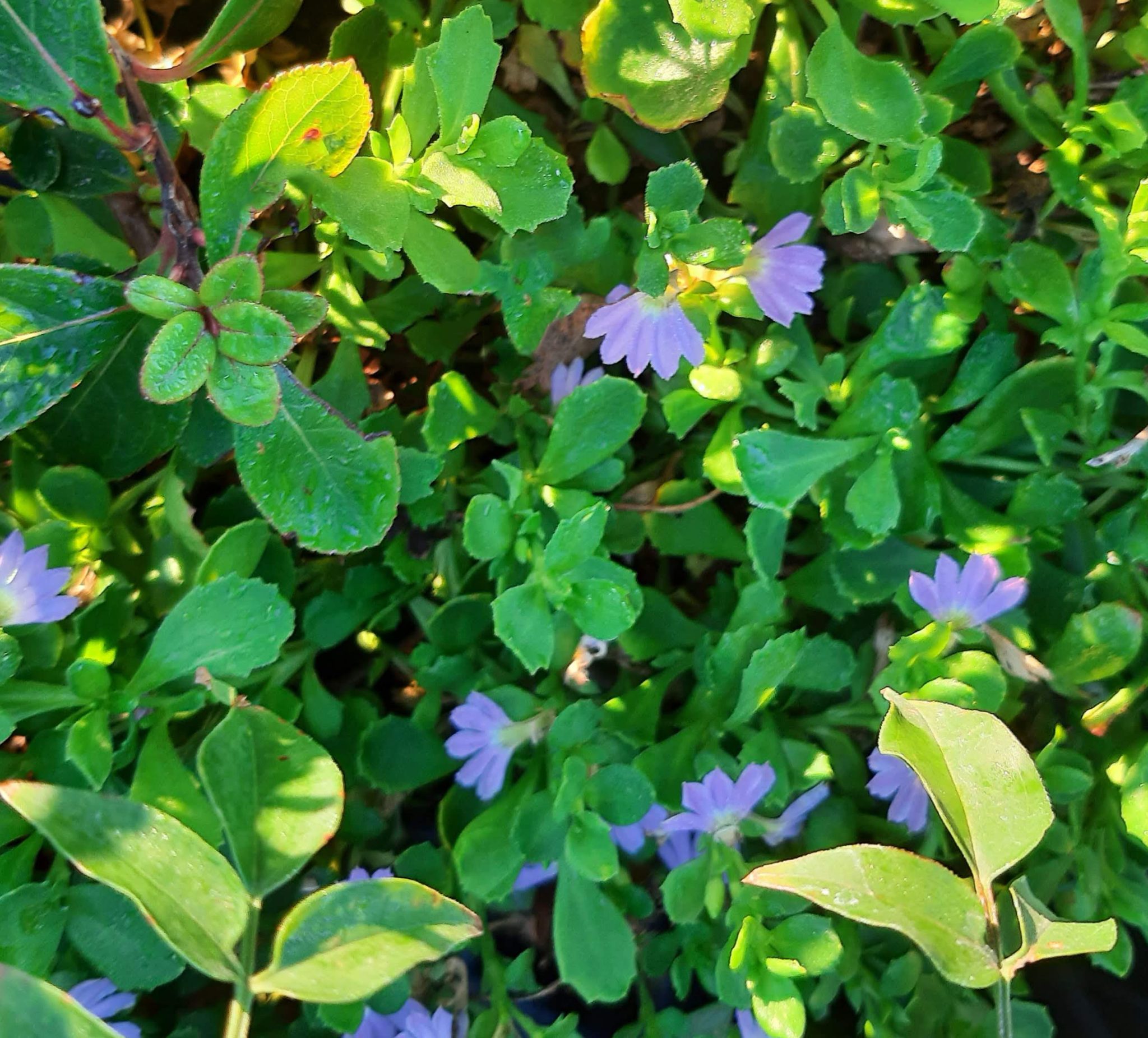 Scaevola 'Mauve Clusters' | Urban Tree Farm Nursery