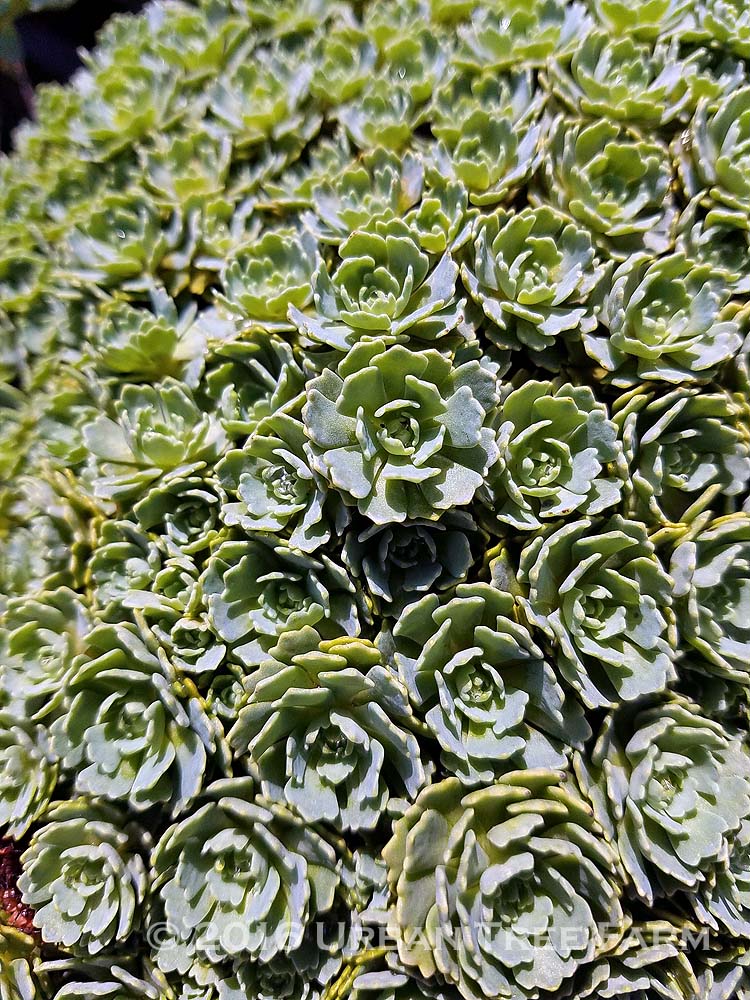 Sedum pachyclados | Urban Tree Farm Nursery