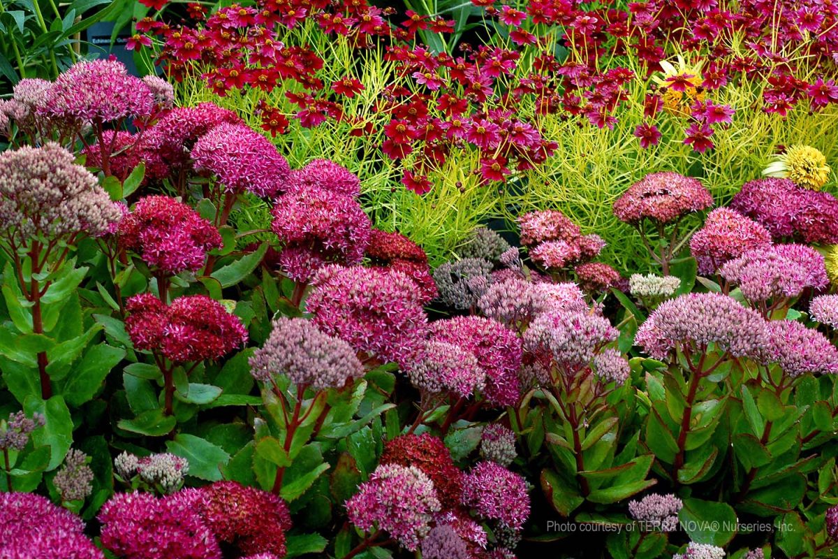 Sedum telephium Birthday Party a