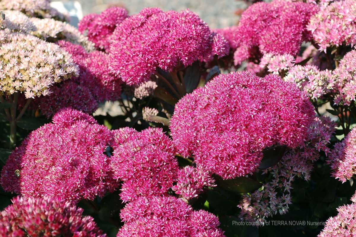 Sedum telephium Birthday Party b