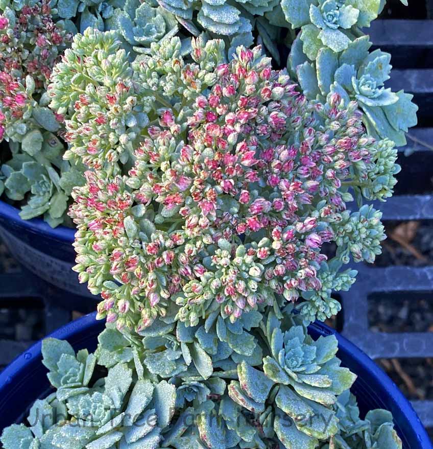 Sedum x 'Steel the Show' | Urban Tree Farm Nursery