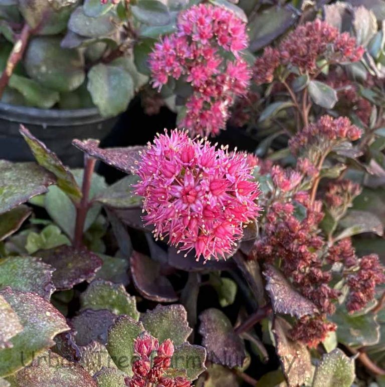 Sedum X Vera Jameson Urban Tree Farm Nursery