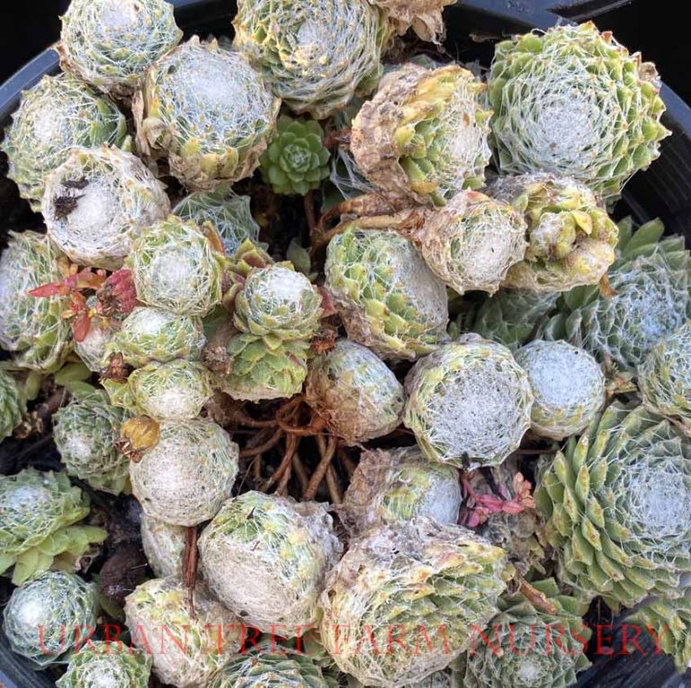 Sempervivum arachnoideum 'Cobweb Buttons' | Urban Tree Farm Nursery