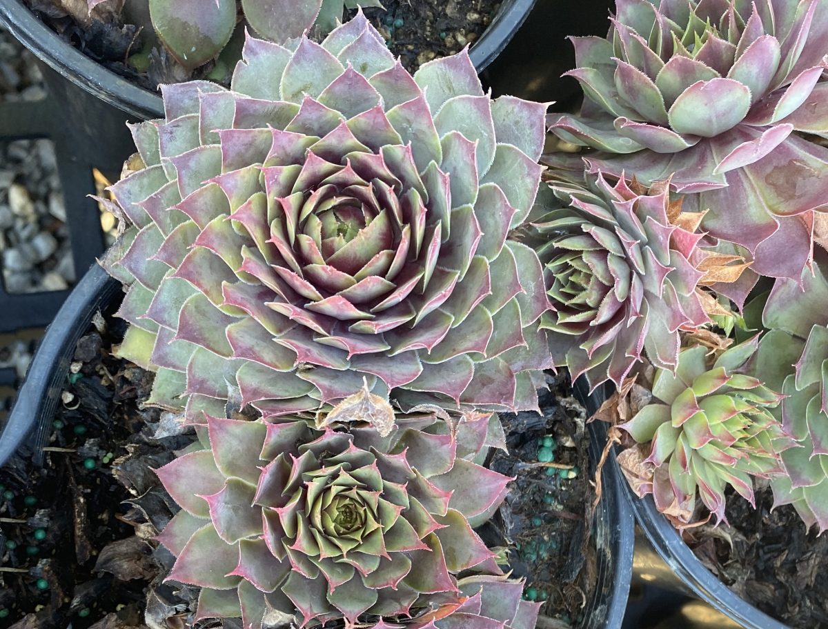 Sempervivum tectorum Fuego c