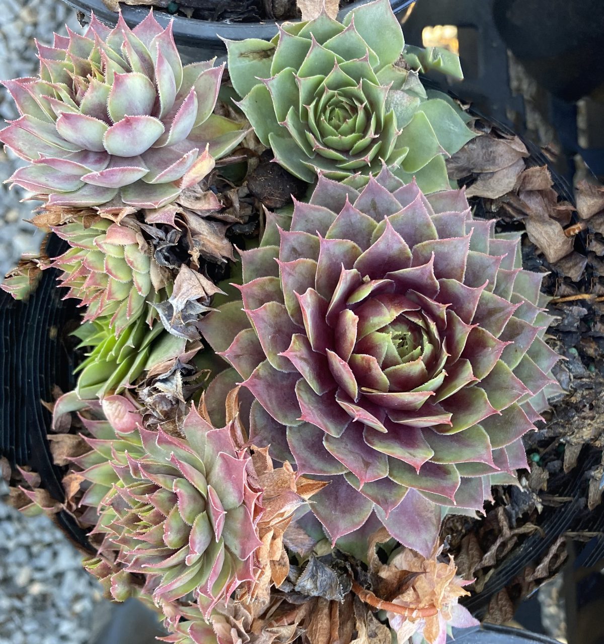 Sempervivum tectorum Fuego d