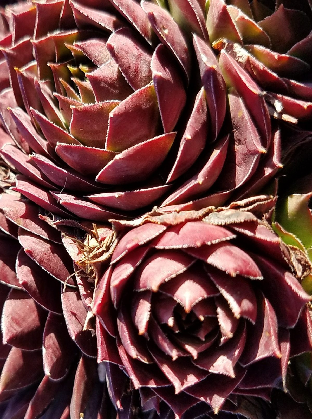 Sempervivum tectorum Jungle Shadows a