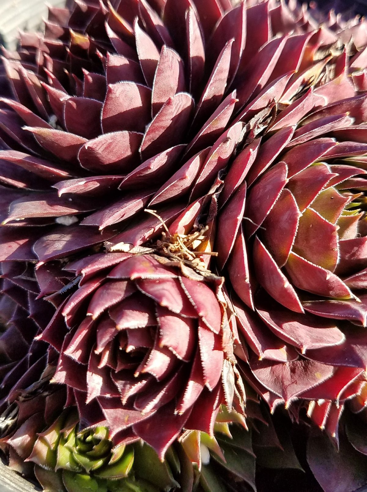 Sempervivum tectorum Jungle Shadows c rotated