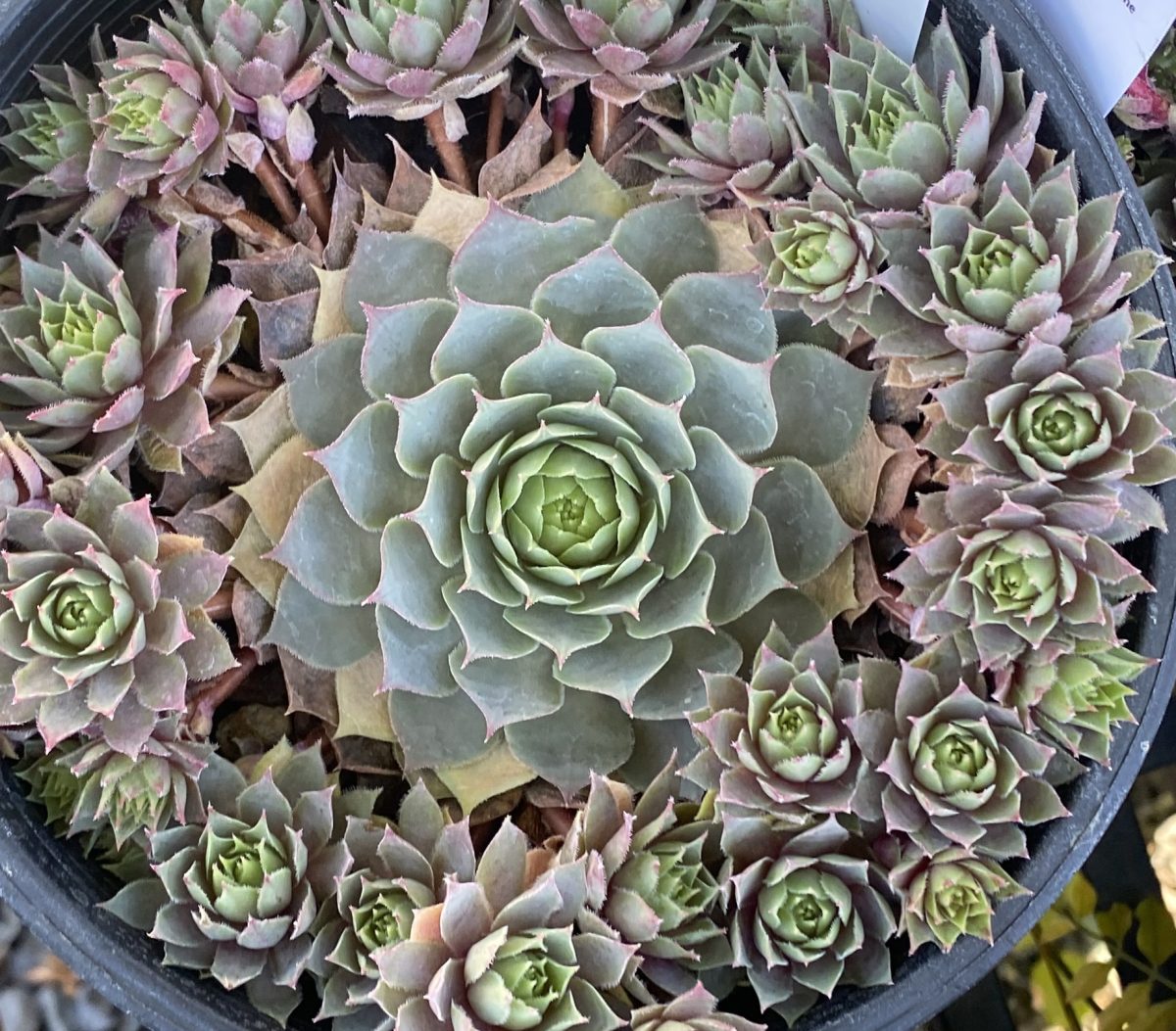 Sempervivum tectorum Pacific Blue Ice a