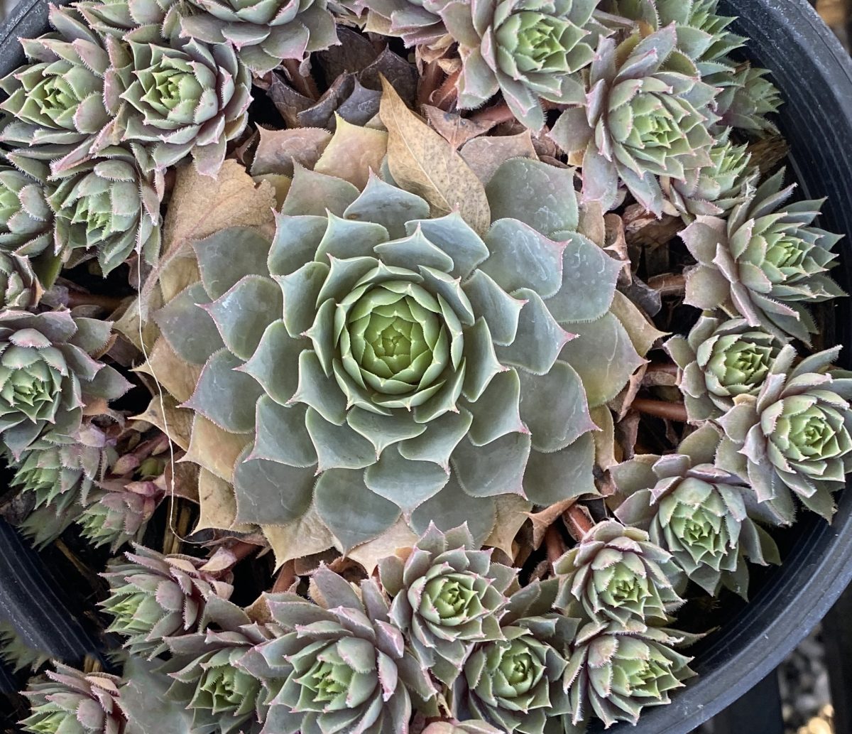 Sempervivum tectorum Pacific Blue Ice b