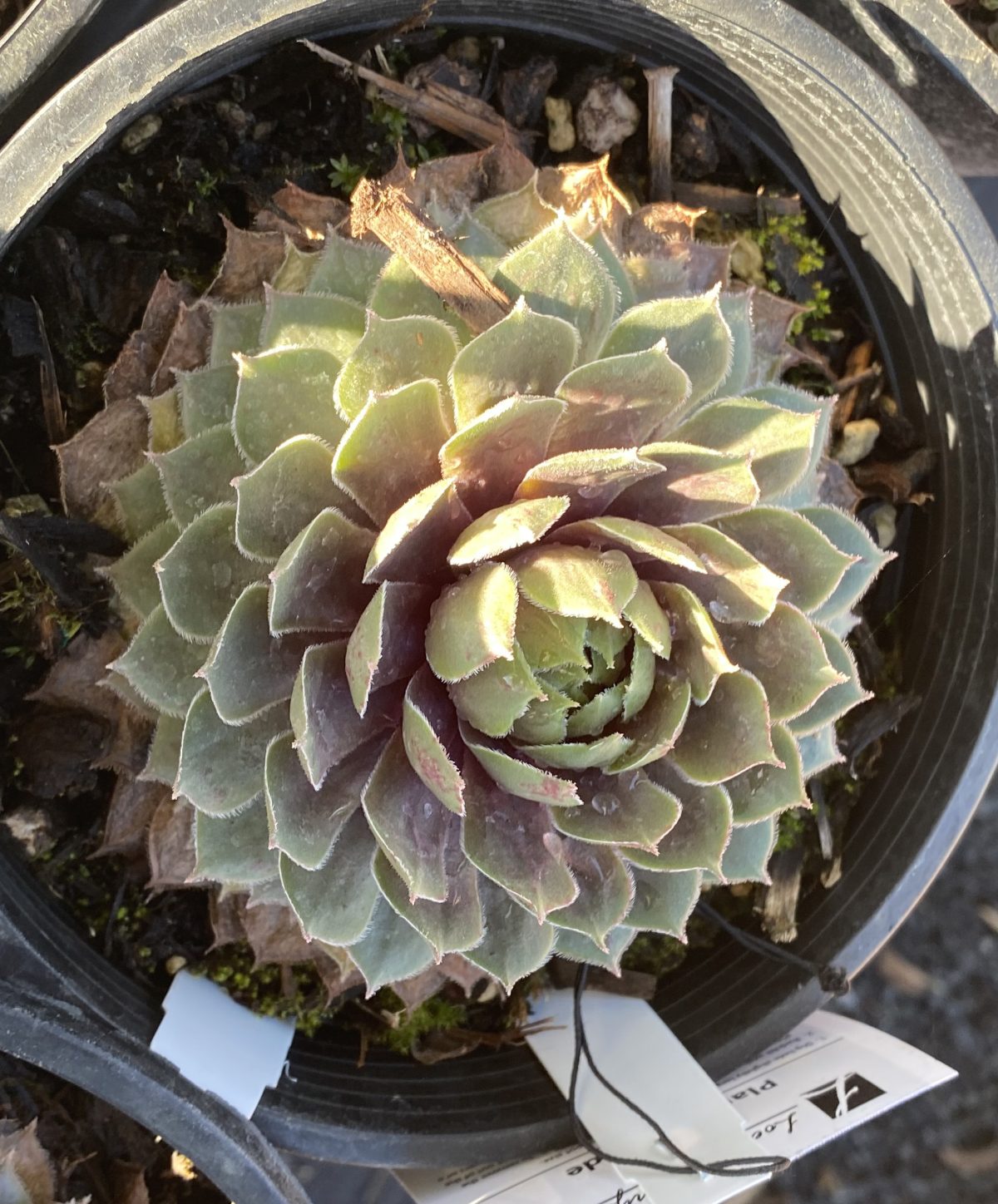 Sempervivum tectorum Red Heart a