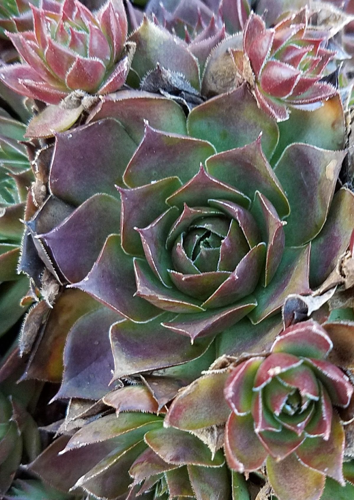 Sempervivum tectorum Rita Jane c rotated