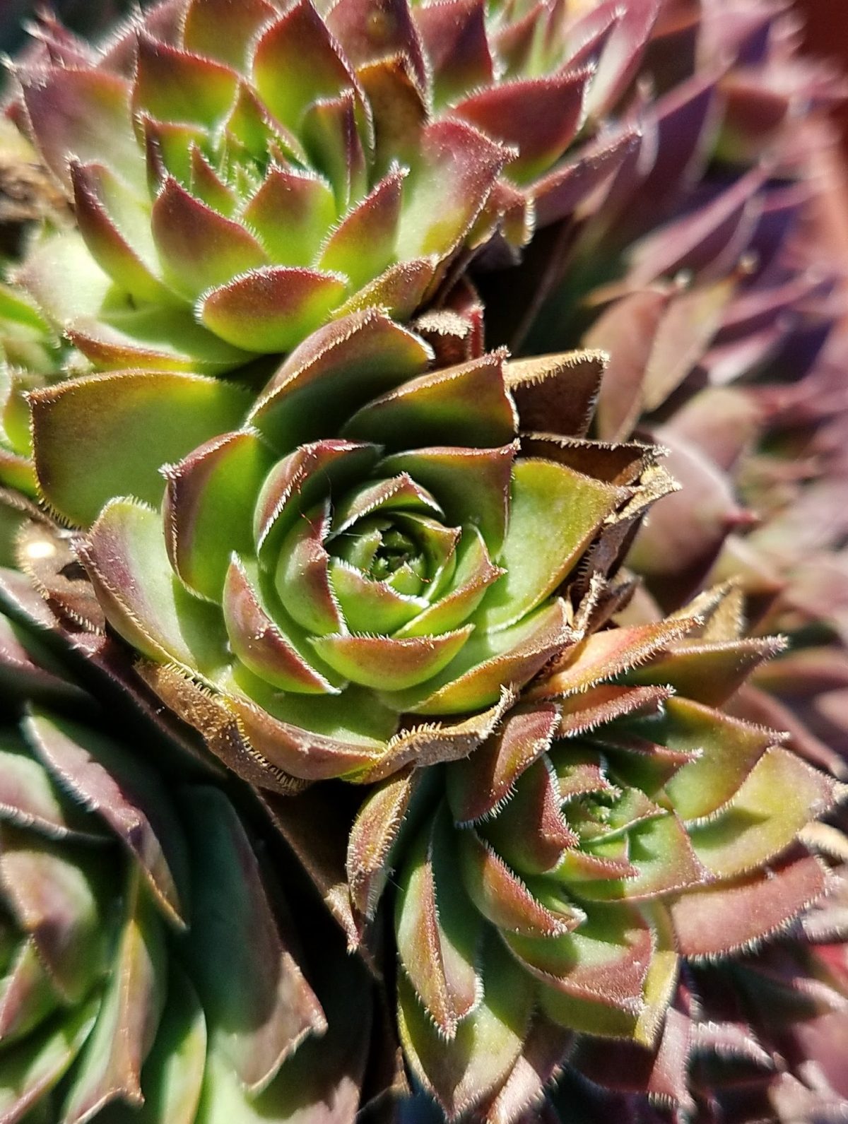 Sempervivum tectorum Rita Jane d rotated