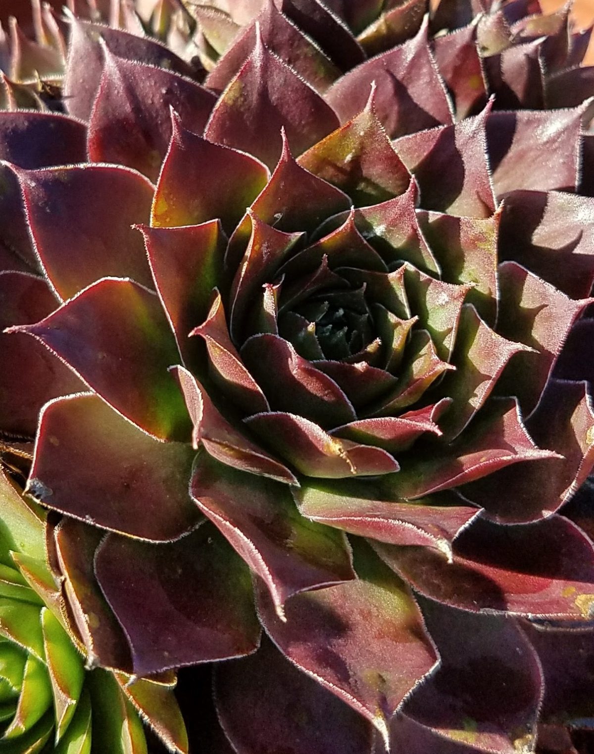 Sempervivum tectorum Rita Jane e rotated