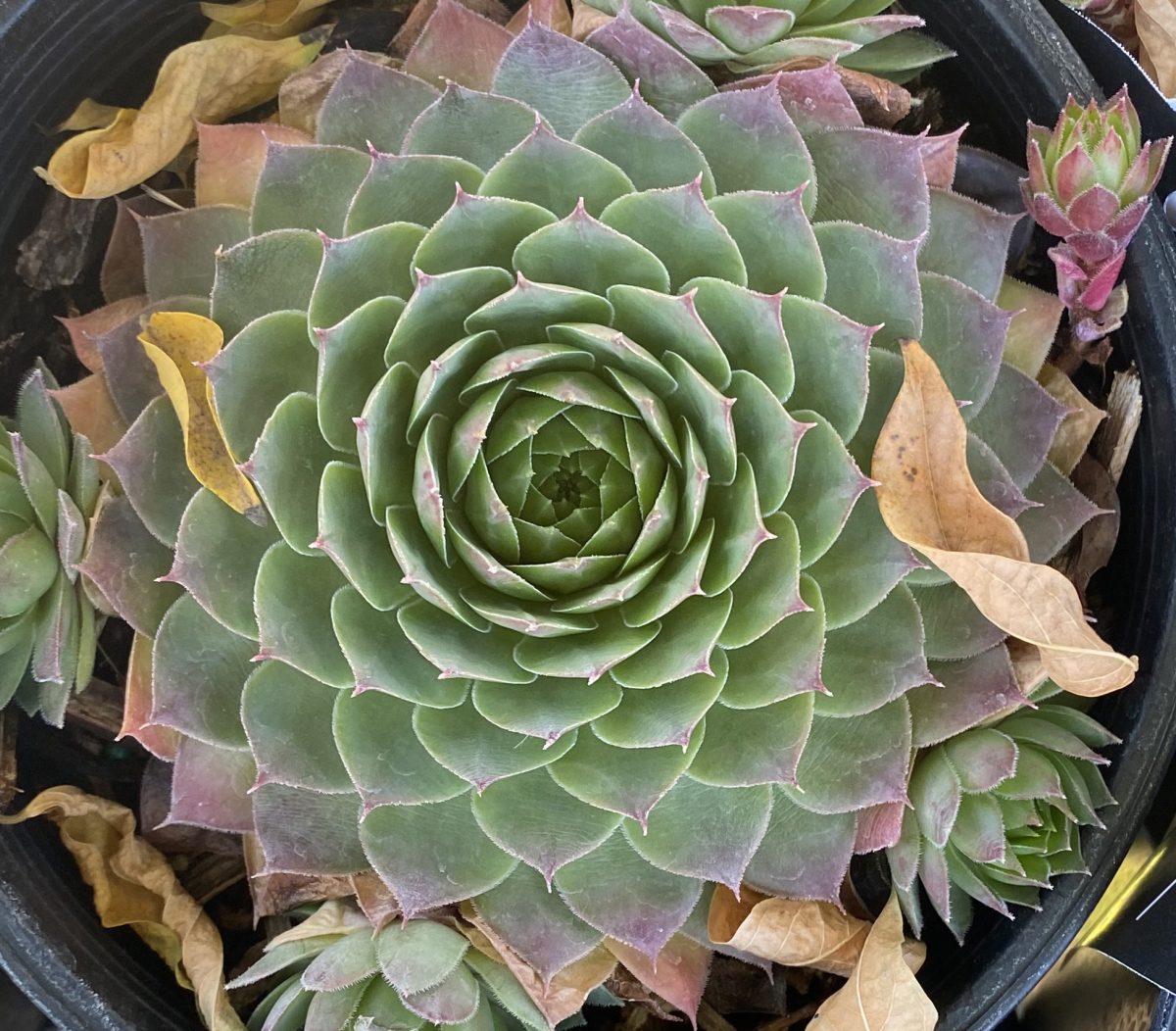 Sempervivum tectorum Silver King a